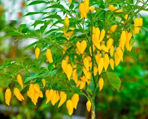 10 Sementes De Pimenta Lemon Drop Pepper Aji Chili Capsicum