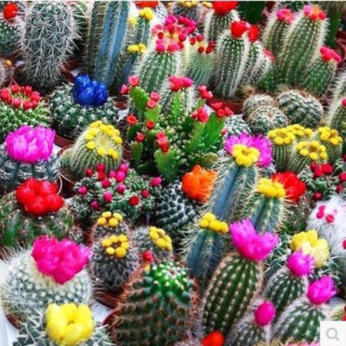 Cactus Mix 20 Semillas Deserticas Requiere De Sol Sdqro2