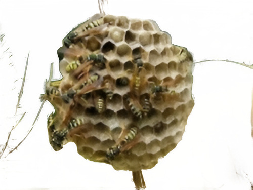 Panales Abejorros Abejas Cebo Gel Matra X 1 Kg Con Aplicador