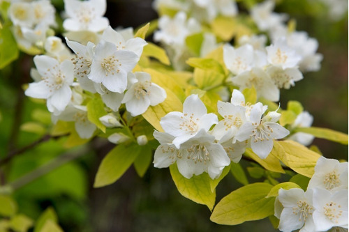 Celinda, Celindas, Celindo, Flor De Angel, Philadelphus15lts