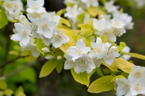 Celinda, Celindas, Celindo, Flor De Angel, Philadelphus15lts
