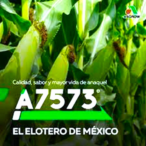 Semilla De Maiz Elotero Asgrow 7573 Saco/50 Sm Celeron