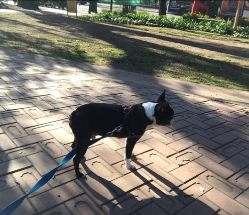 Imagen 7 de 7 de Boston Terrier Doy En Adopción