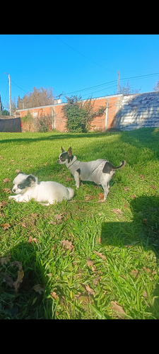 Chihuahuas Puros. Minis Blanco