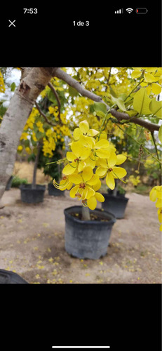 Árbol De Lluvia De Oro 2 M De Altura En Floración