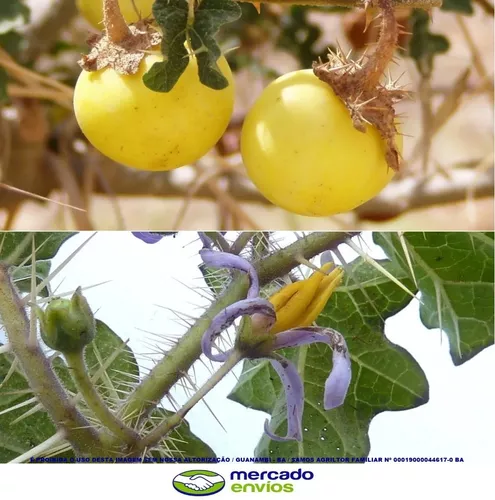 Sementes De Arrebenta Cavalo Joa Bravo Solanum Palinacanthum