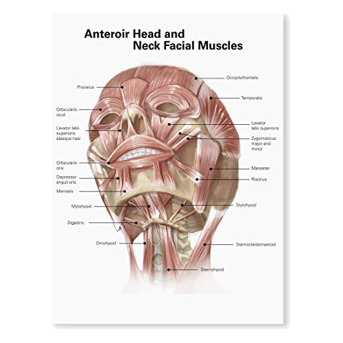 Póster De Músculos Anteriores Del Cuello Y Cara De Ca...