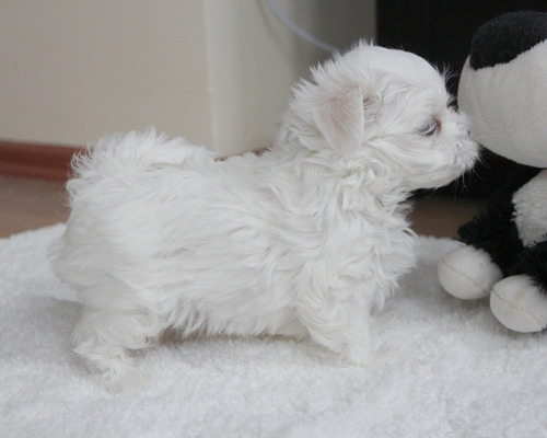 Cachorro Bichon Maltes Hembra Raza Hipoalergénica