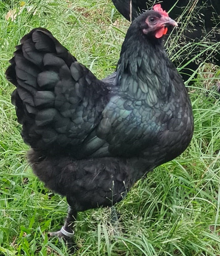 Croad Langshan Importados 12 Ovos Ferteis Cemani Brasil