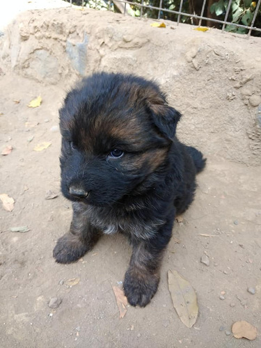 Tiernos Cachorros Pastor Aleman Padres Inscritos