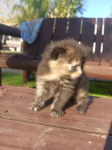 Gato Persa Hembra Tortie Black 15/3