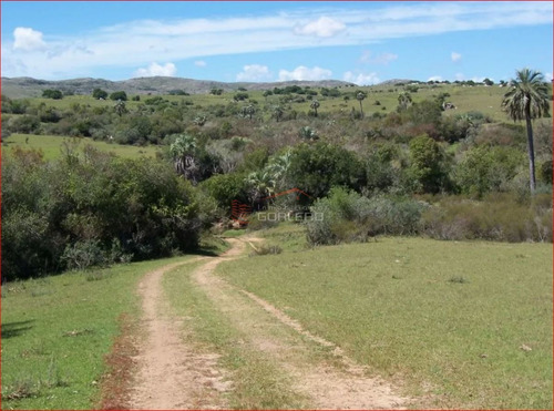 Imagen 12 de 12 de Chacra A La Venta En Maldonado A 49 Km De Punta Del Este, Con Cañadas Y Palmeras