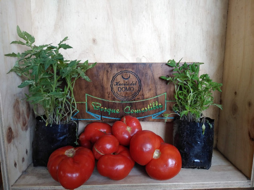 Almacigo Tomate Limachino