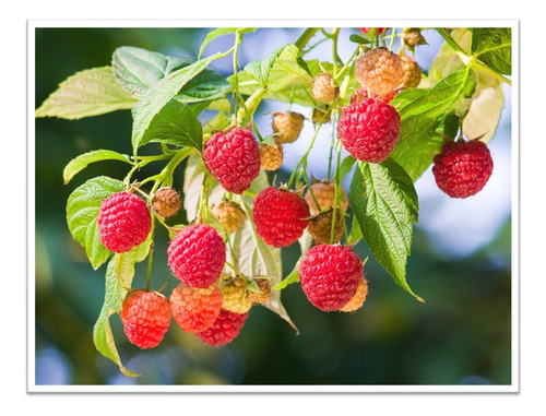 Microorganismos Especificos Para El Crecimiento De Berries