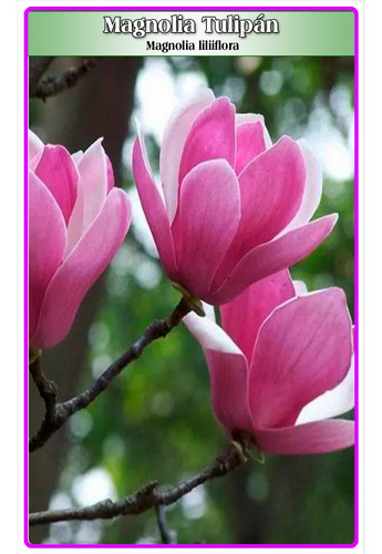 Semillas De Magnolia Liliiflora O Magnolia Tulipán