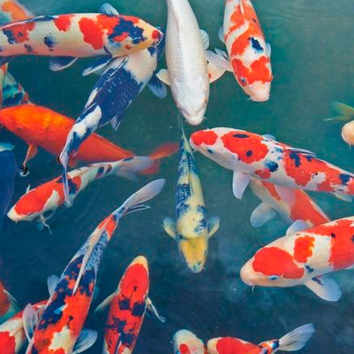 Imagen 5 de 10 de Tetra Pond 100gr Alimento Peces Agua Fria Estanques