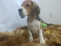 Comprar Beagle Macho Exclusivo  Regalo Exclusivo By Masqueen Ok