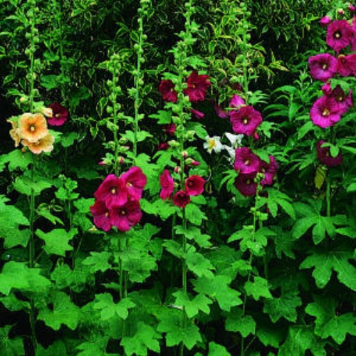 Semillas Flores Combo Para Sembrar En Invierno