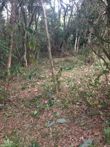 Imagem 2 de 6 de Terreno No Campeche Com Linda Vista Para O Mar - 3986