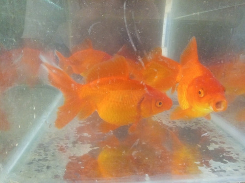 Golfish 13 Cm Peces Agua Fria Directo Criadero
