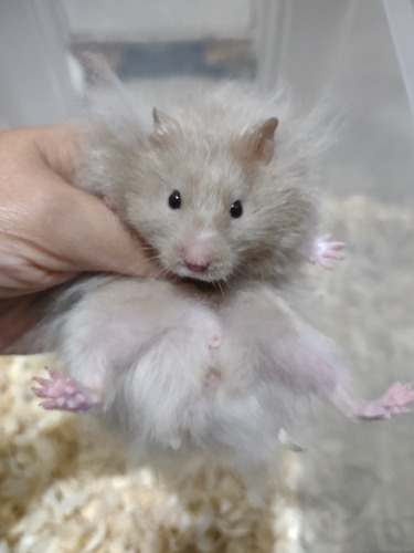 Hamster Sírios