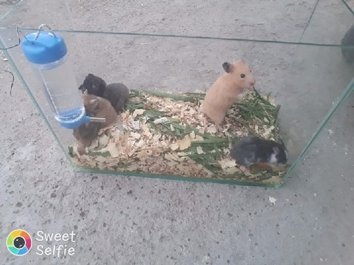 Imagen 1 de 6 de Hamster
