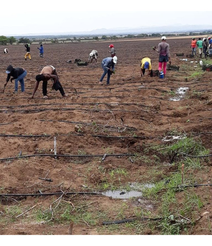 Vendo Finca En Guayubin Monte Cristi Para La Siembra De Vegetales 1,000 Tareas Con Sistema De Goteo, Sistema De Bombeo, Sistema De Riego Y Laguna Artificial De 5 Millones De Galones