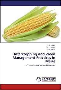 Intercropping And Weed Management Practices In Maize Cultura