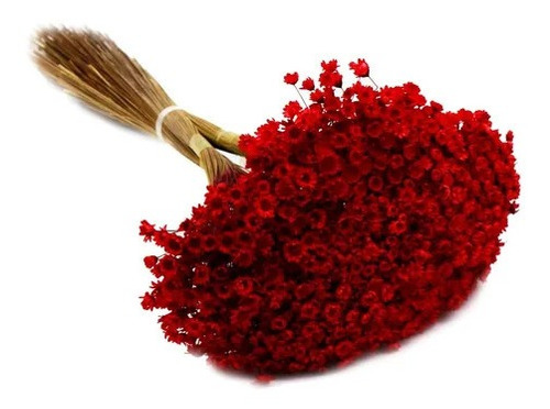 Flor Seca Sempre Viva Vermelho 25 Cm | Parcelamento sem juros