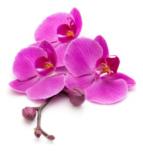 Combo 3 Orquideas Phalaenopsis  - Colores Variados