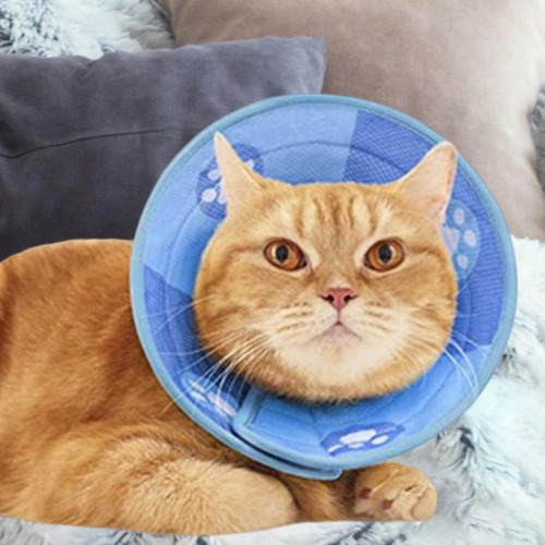 Collar De Recuperación Para Gatos Círculo Isabelino