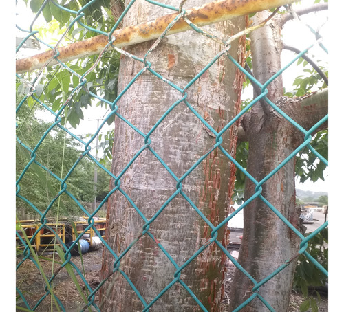 Hojas De Árbol De Chaca, Cascaras Y Corteza