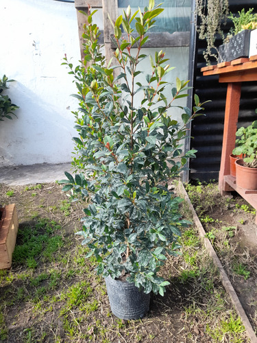 Eugenia Arbusto 80 Cm Crecimiento Rápido Para Cerco Deco