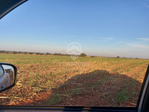 Imagem 6 de 23 de Excelente Fazenda - Martinópolis - 3841131v