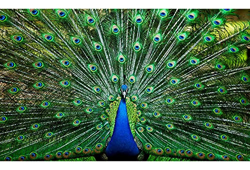 Peacock Plume Wild Zoo Animal 1000 Piece Jigsaw Puzzle Para