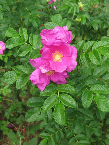 20 Semillas De Rosal Japones Rosa Rugosa Nuevas Selectas