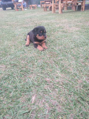 Rottweiler Aleman Padres Puros  Alemanes