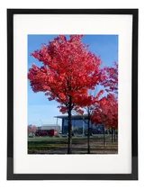 Comprar Medog Portarretratos Negro De 11 X 14 Pulgadas, Marco De Fot