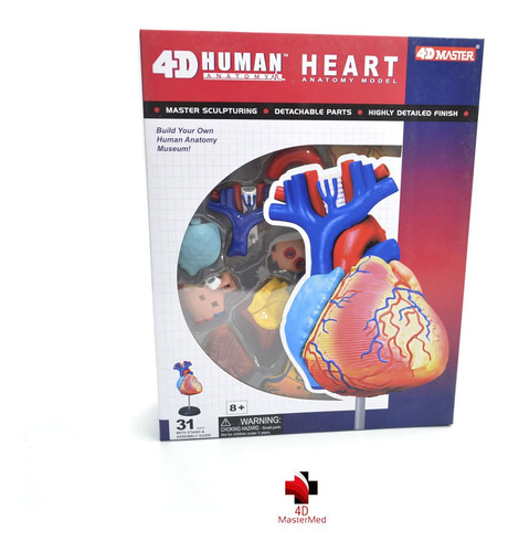 Modelo Do Corpo Humano - Coração - 4d Master