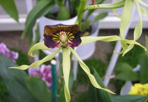 150 Semillas De Orquidea Pulpo + 1kg De Sustrato
