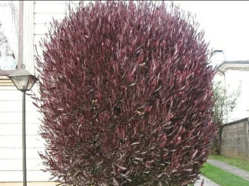 Semillas De Stenocarpus Violeta 250 Semillas Cerco Vivo