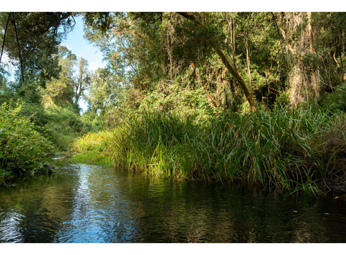 Parcela En La Reserva De Frutillar Naturaleza, Exclusivida