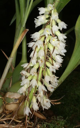 Stanhopea Tigrina Y Orquídeas