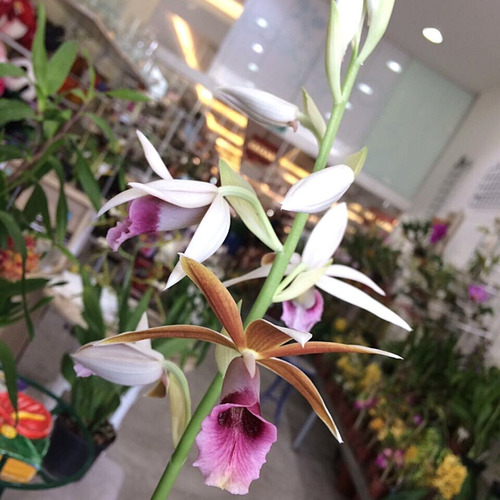 Orquídea Phaius Tankervilleae Capuz De Freira (sem Flor) | Parcelamento sem  juros