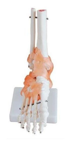 Articulação Do Pé E Ligamentos Com 30cm De Altura