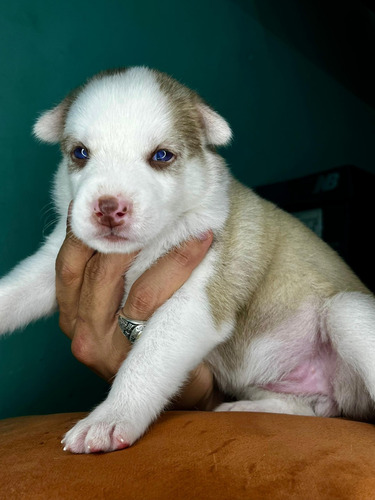 Se Venden Lobo Siberiano Husky