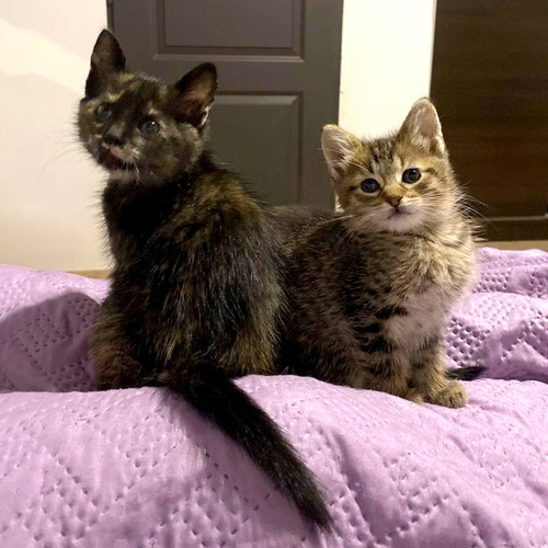 Gatas Atigradas Bebes En Adopcion Conjunta Marrón
