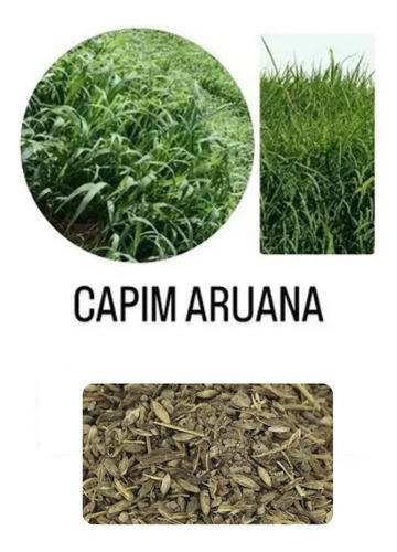 Capim Aruana - 3kg De Sementes - Pastagem Para Equinos