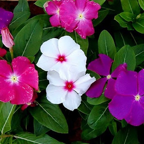 60 Sementes De Vinca Madagascar Espécie Exótica