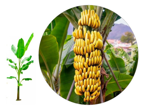 3 Mudas De Bananas Princesa Brs Embrapa Resistentes
